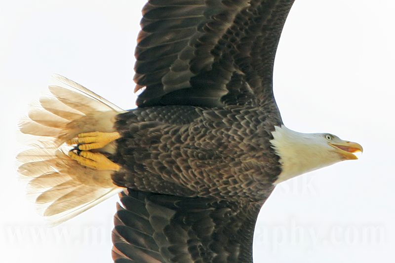 _MG_9947 Bald Eagle.jpg