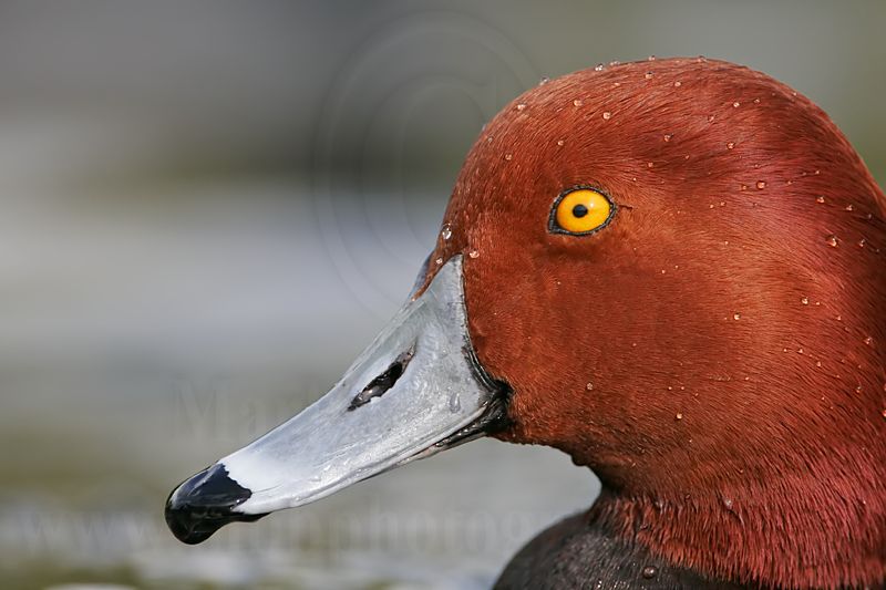 _MG_0217 Redhead.jpg