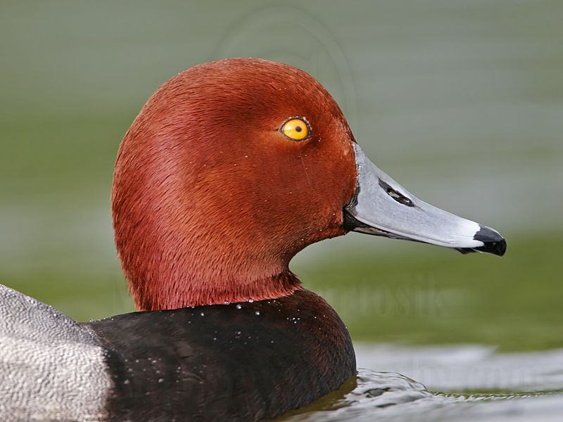_MG_0337 Redhead.jpg