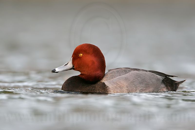 _MG_1270 Redhead.jpg