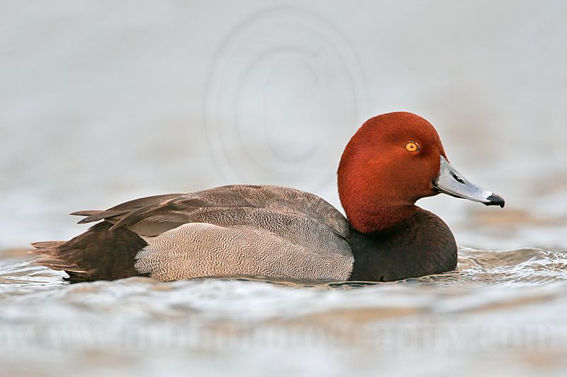_MG_1294 Redhead.jpg