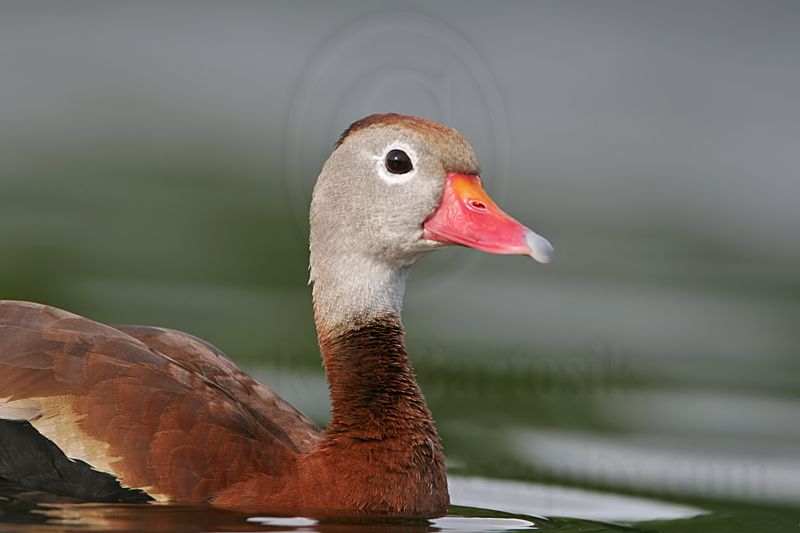 _MG_0229 Black-bellied Whistling-Duck.jpg