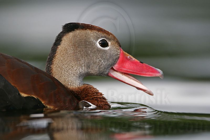 _MG_0274 Black-bellied Whistling-Duck.jpg