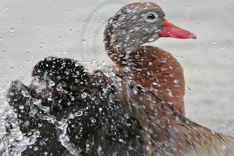 _MG_0346 Black-bellied Whistling-Duck.jpg