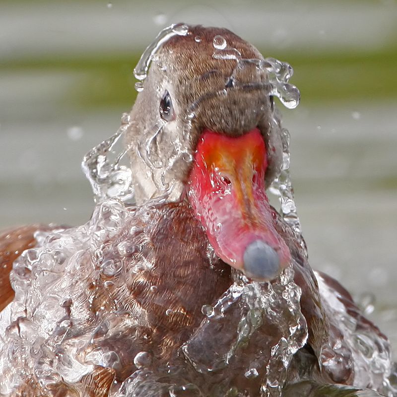 _MG_0404 Black-bellied Whistling-Duck.jpg