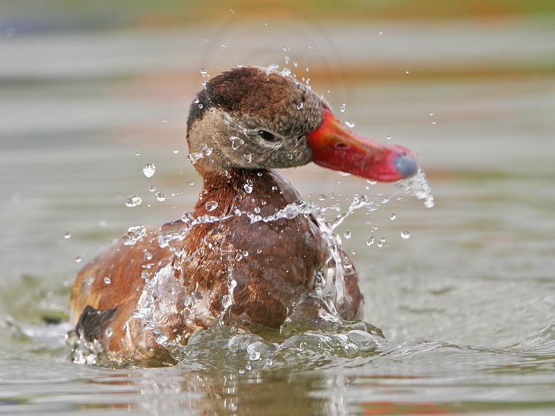 _MG_0407 Black-bellied Whistling-Duck.jpg
