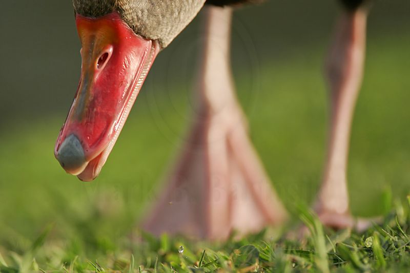 _MG_0646 Black-bellied Whistling-Duck.jpg