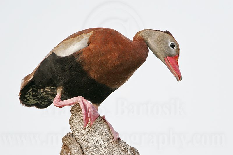 _MG_0876 Black-bellied Whistling-Duck.jpg