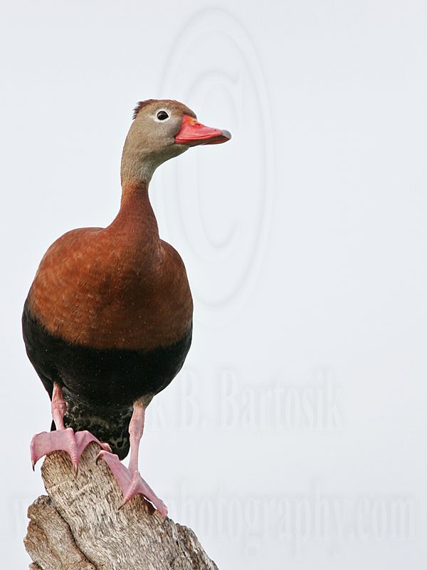 _MG_0908 Black-bellied Whistling-Duck.jpg