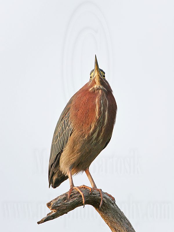 _MG_0969 Green Heron.jpg