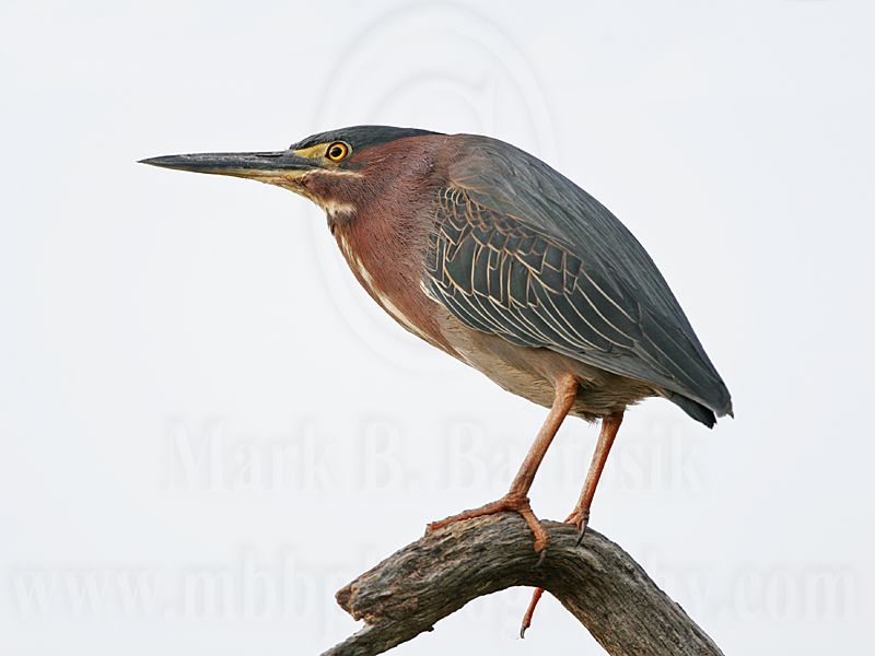 _MG_0791 Green Heron.jpg