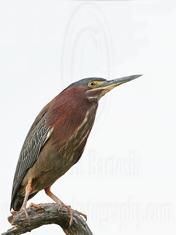 _MG_0891 Green Heron.jpg