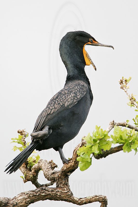 _MG_1399 Double-crested Cormorant.jpg