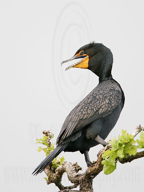 _MG_1419 Double-crested Cormorant.jpg