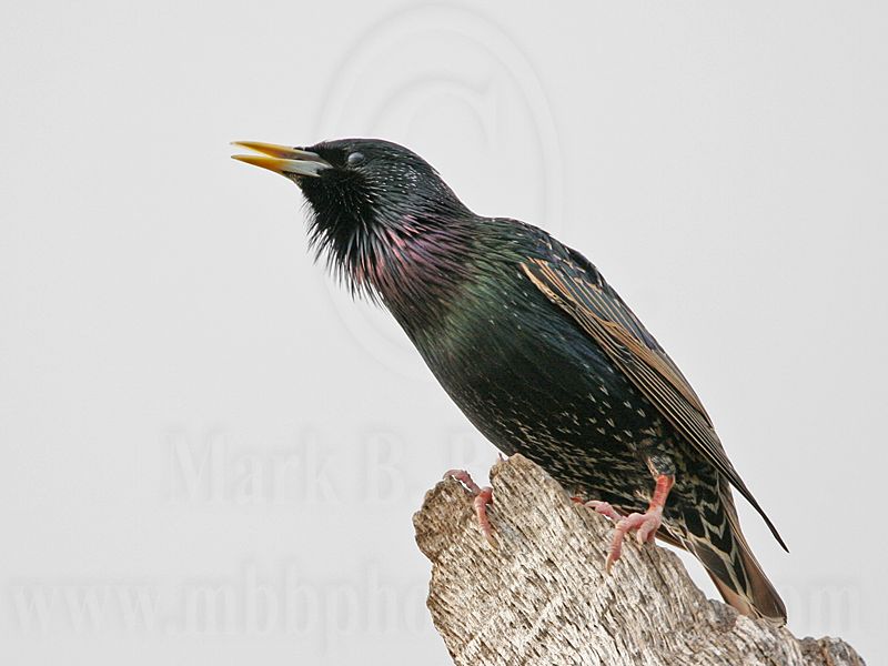 _MG_1098 European Starling.jpg