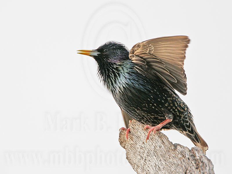 _MG_1145 European Starling.jpg