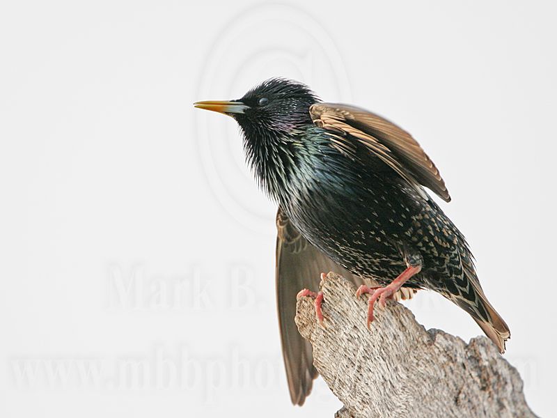 _MG_1146 European Starling.jpg