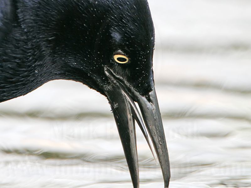 _MG_0190 Great-tailed Grackle.jpg