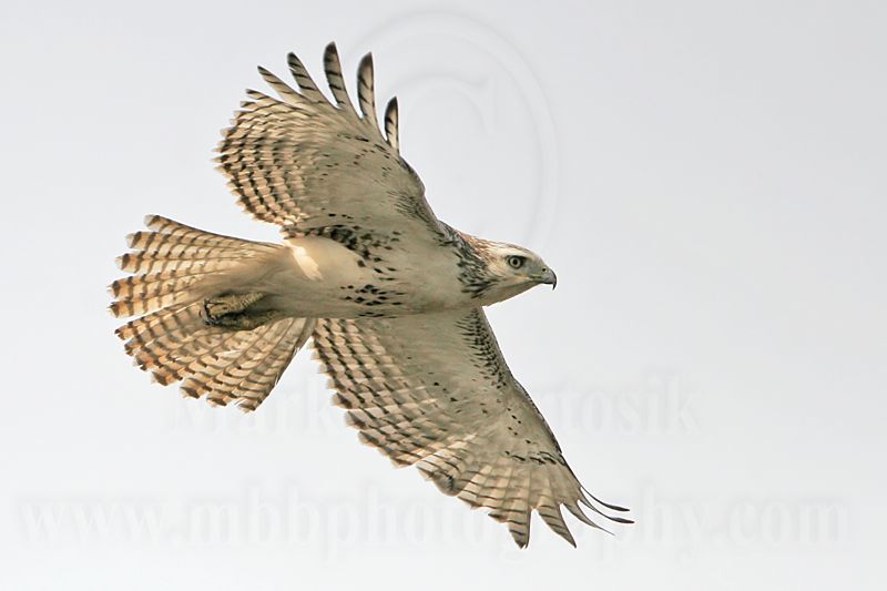 _MG_2277 Harlans Red-tailed Hawk - Quintana.jpg
