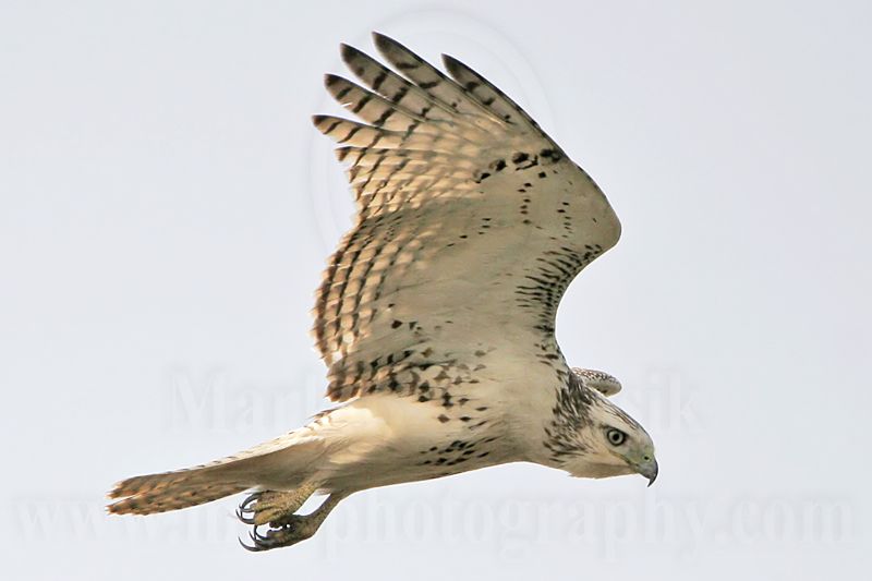 _MG_2315 Harlans Red-tailed Hawk - Quintana.jpg