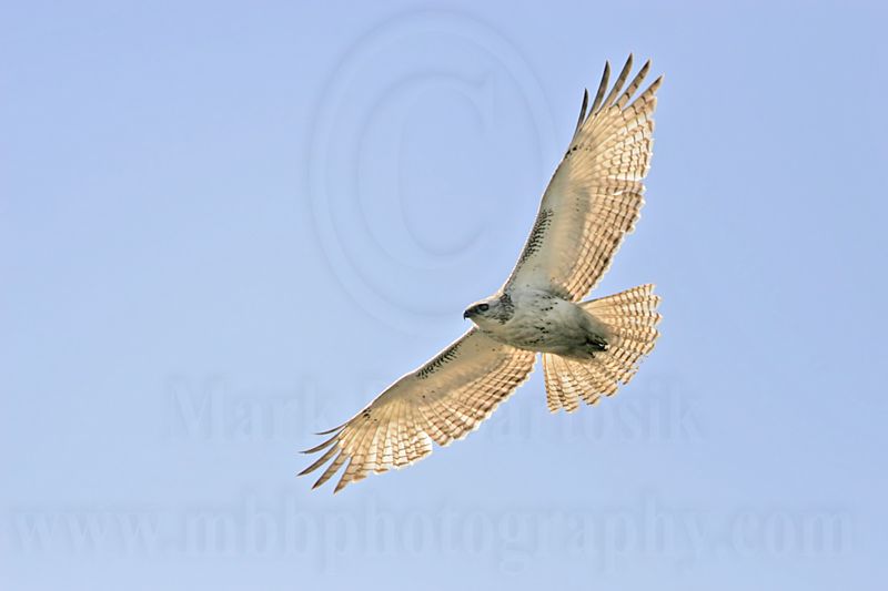 _MG_2792 Kriders Red-tailed Hawk - BNWR.jpg