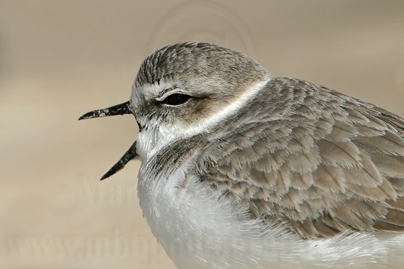 _MG_2530 Snowy Plover.jpg