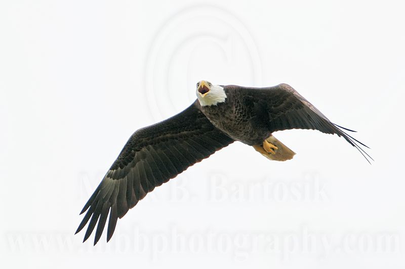 _MG_2700 Bald Eagle.jpg