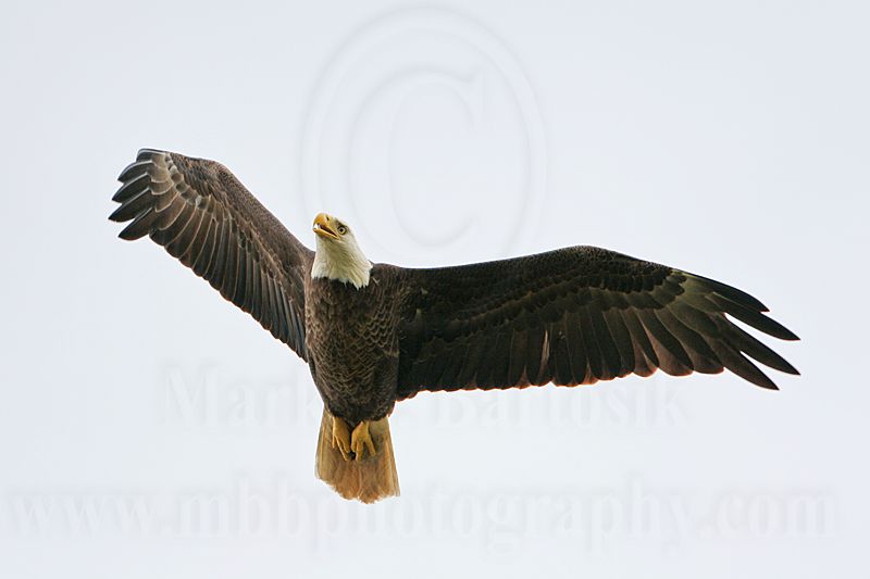 _MG_2767 Bald Eagle.jpg