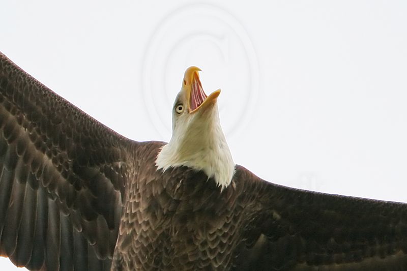 _MG_2771 Bald Eagle.jpg