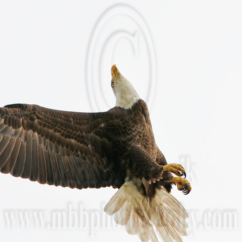 _MG_2775 Bald Eagle.jpg