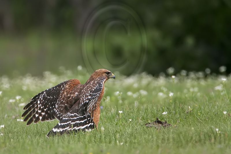 _MG_3052 Red-shouldered Hawk.jpg