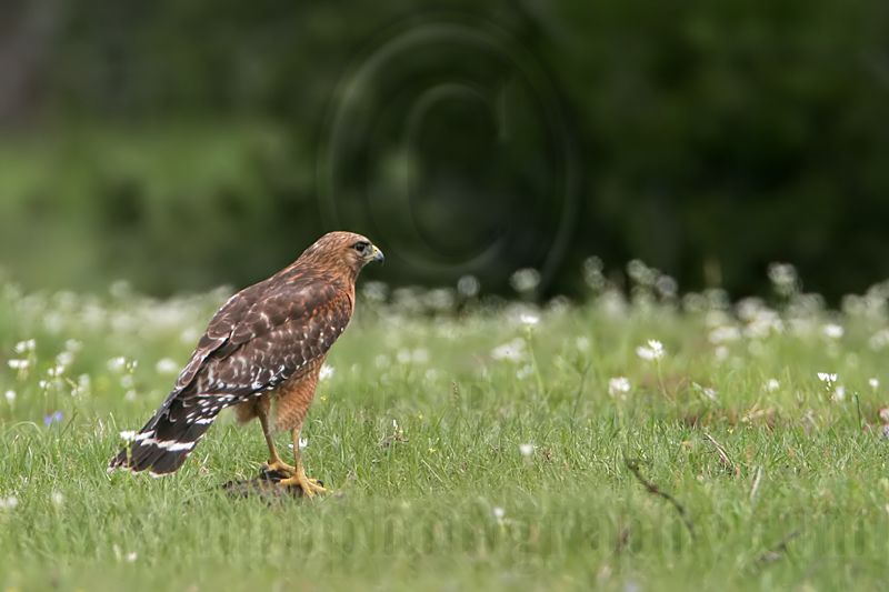 _MG_3059 Red-shouldered Hawk.jpg