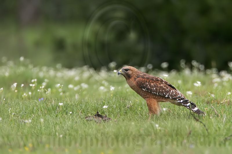 _MG_3065 Red-shouldered Hawk.jpg