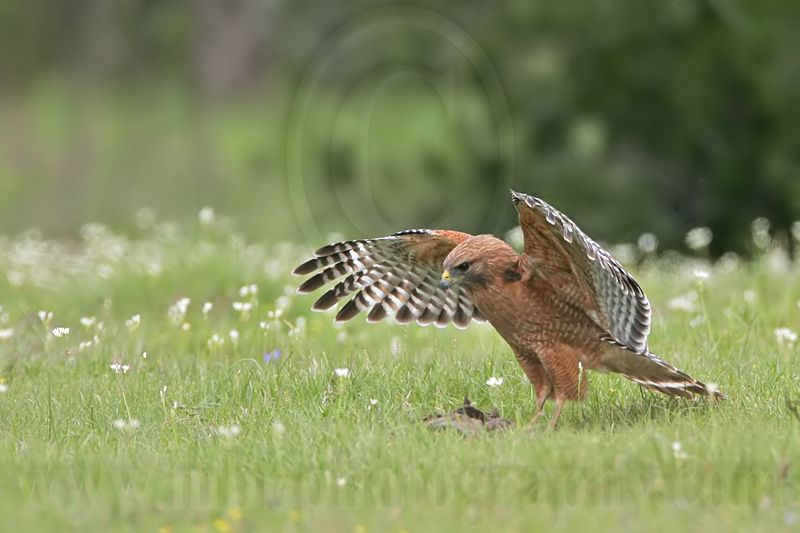 _MG_3077 Red-shouldered Hawk.jpg