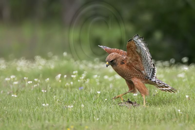 _MG_3079 Red-shouldered Hawk.jpg