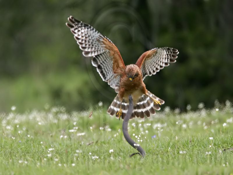 _MG_3118 Red-shouldered Hawk.jpg