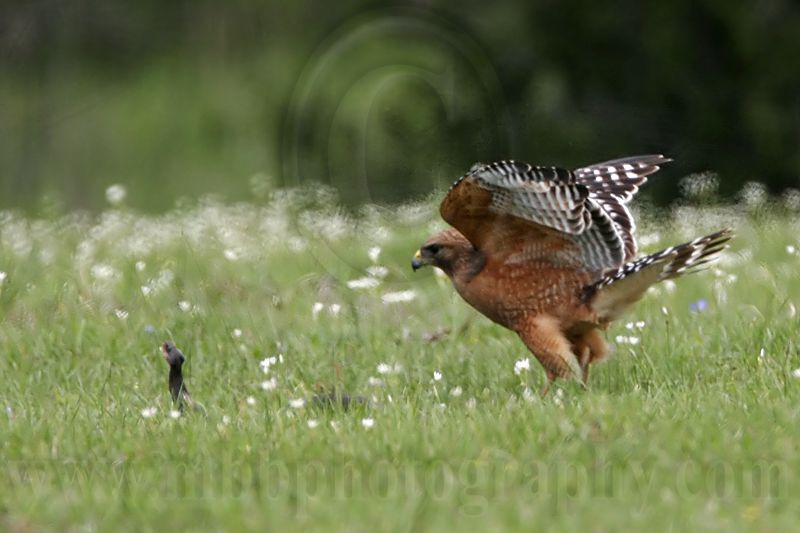 _MG_3119 Red-shouldered Hawk.jpg