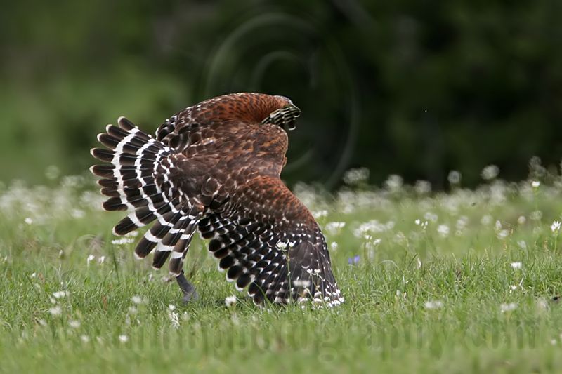 _MG_3123 Red-shouldered Hawk.jpg