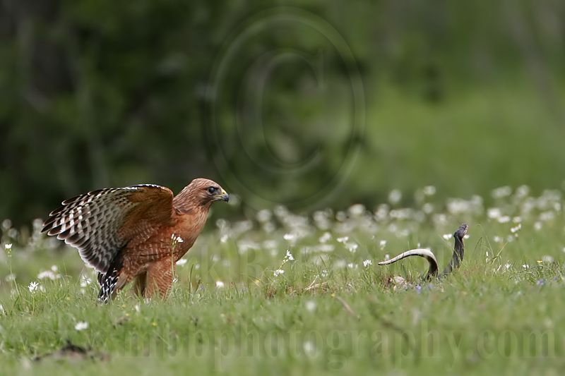 _MG_3129 Red-shouldered Hawk.jpg