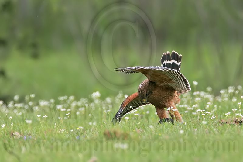 _MG_3135 Red-shouldered Hawk.jpg