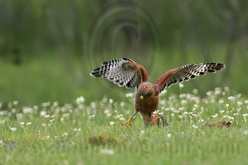 _MG_3137 Red-shouldered Hawk.jpg