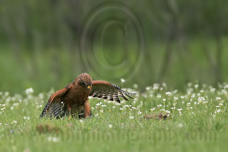 _MG_3140 Red-shouldered Hawk.jpg