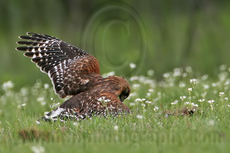 _MG_3145 Red-shouldered Hawk.jpg