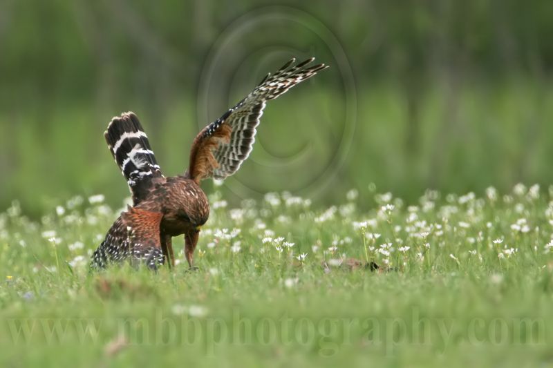_MG_3167 Red-shouldered Hawk.jpg