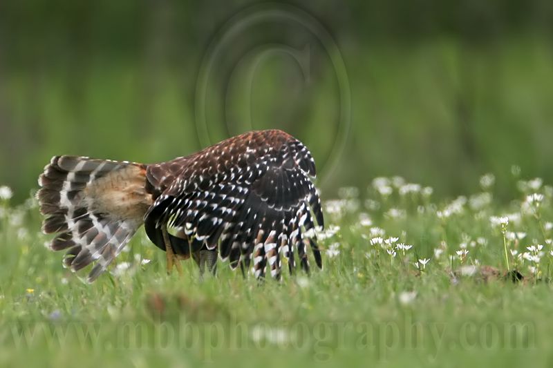 _MG_3170 Red-shouldered Hawk.jpg