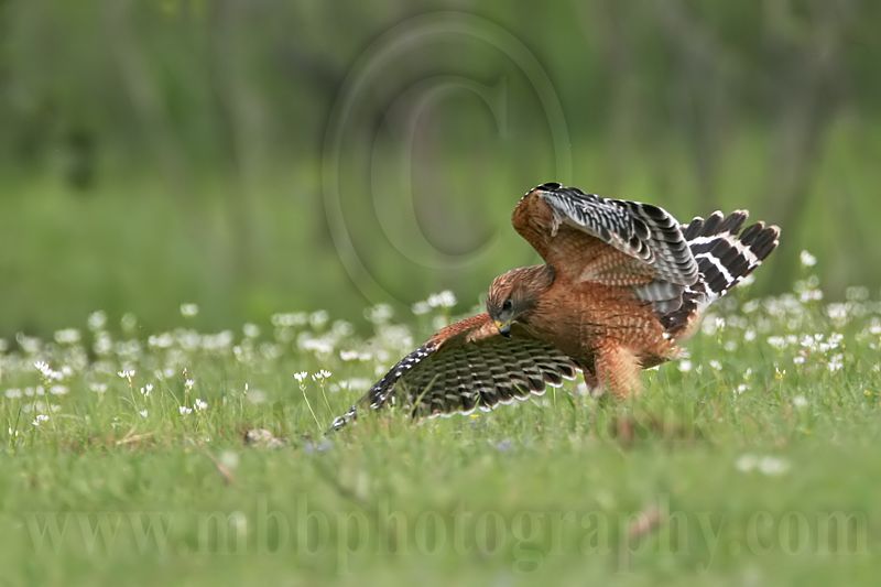 _MG_3182 Red-shouldered Hawk.jpg