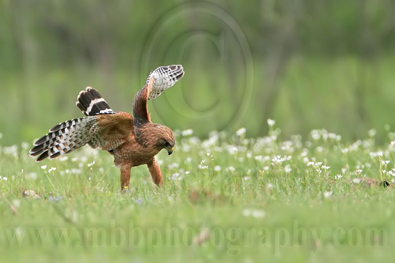 _MG_3211 Red-shouldered Hawk.jpg