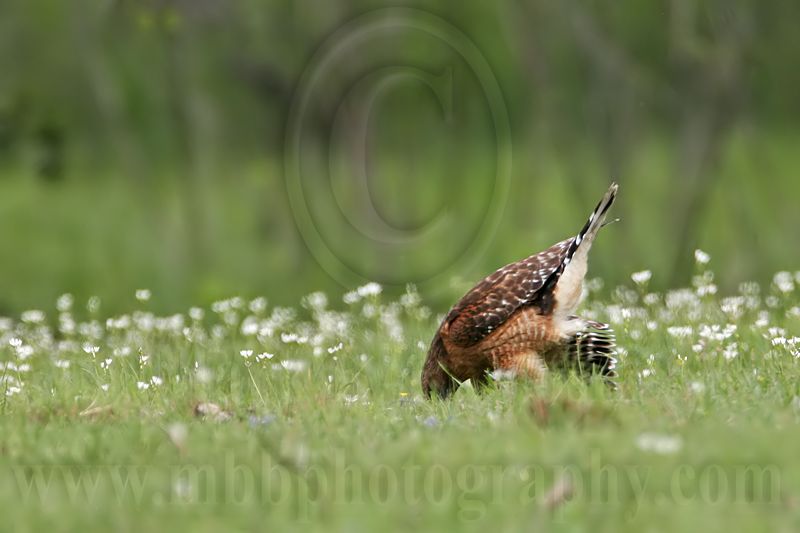 _MG_3273 Red-shouldered Hawk.jpg