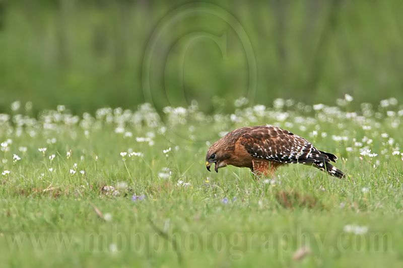_MG_3331 Red-shouldered Hawk.jpg