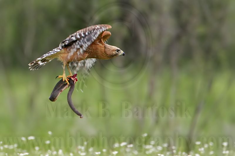 _MG_3337 Red-shouldered Hawk.jpg